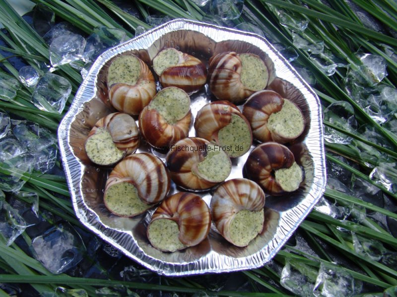 Aquarium Snail Food Recipe Aquarium Snail Food Recipe